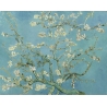 Almond blossom