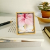 Hibiscus et plumeria