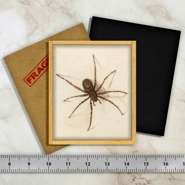 Araignée brune