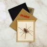 Brown spider