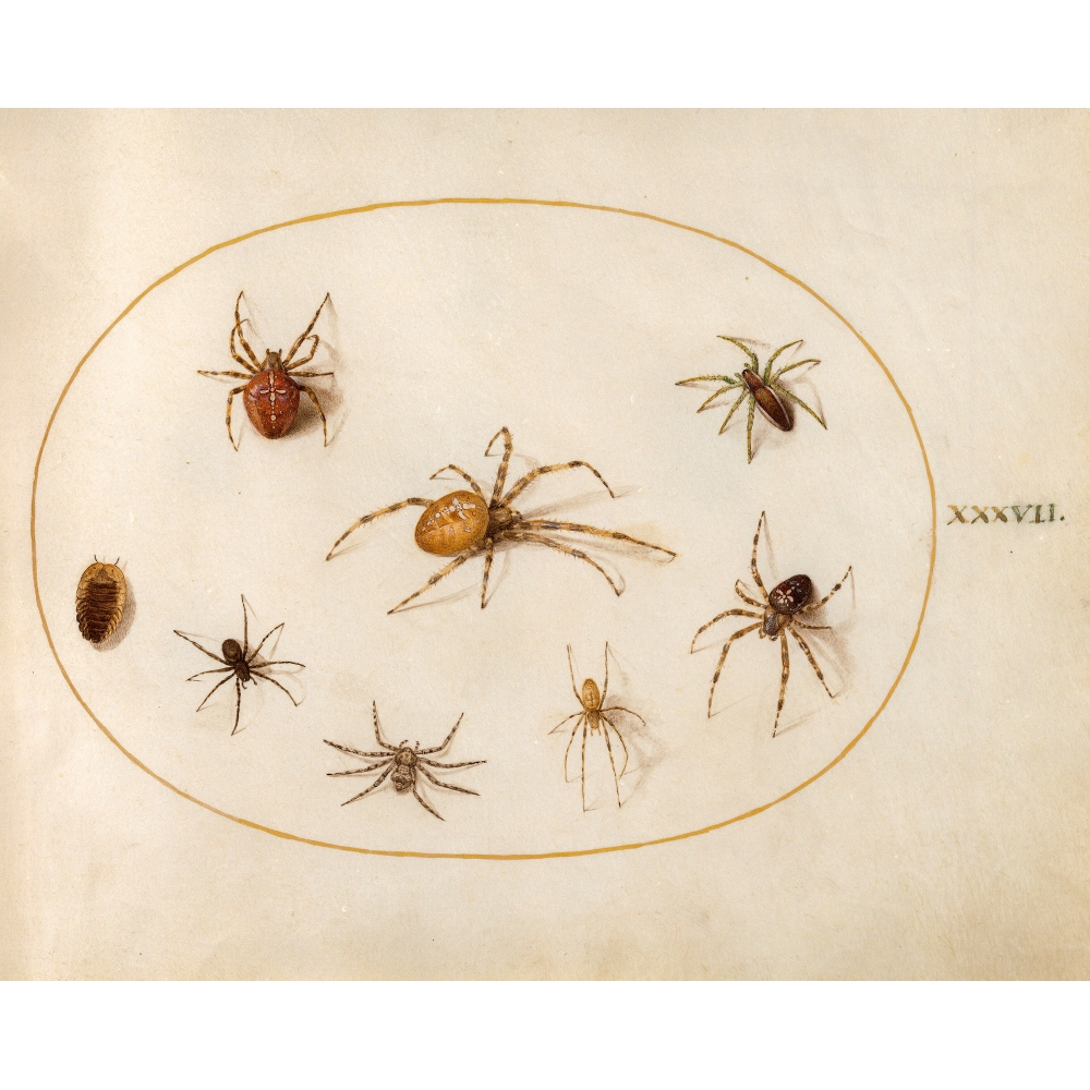 Araignée brune