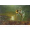 Night fairy