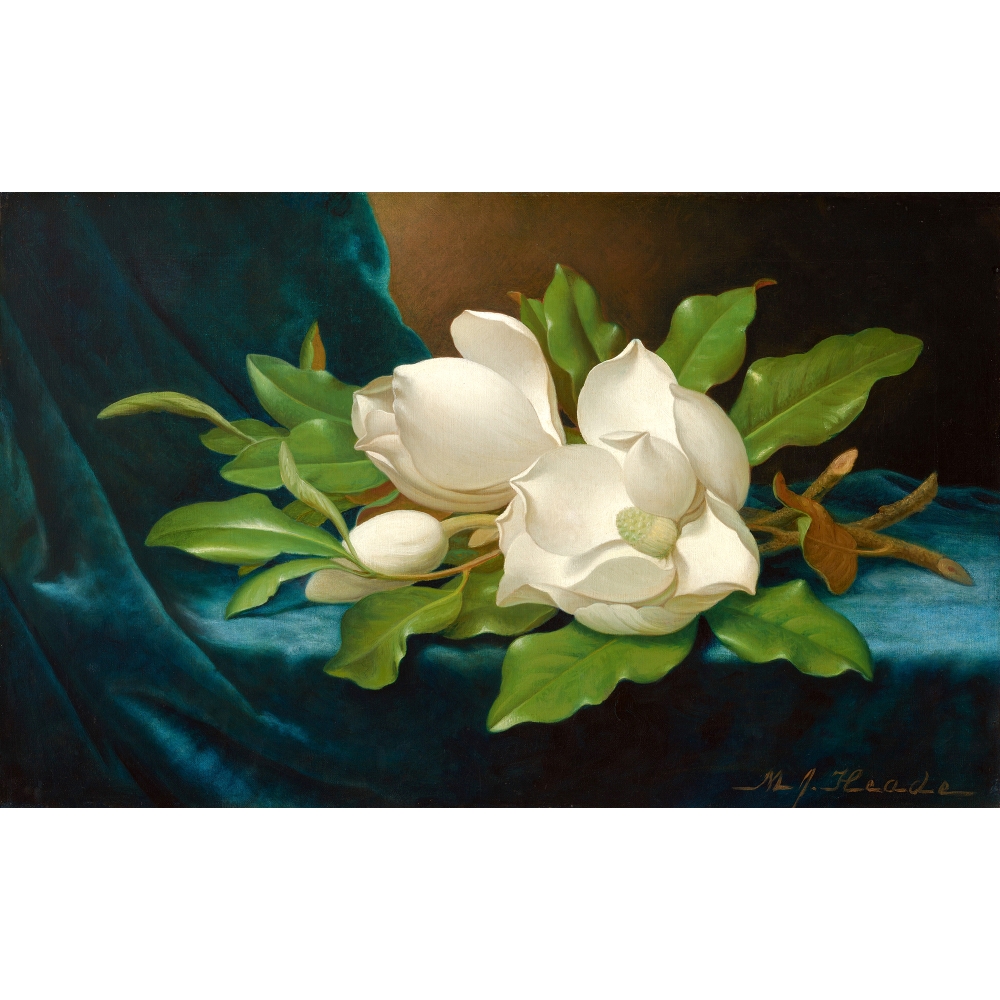 Magnolias géants